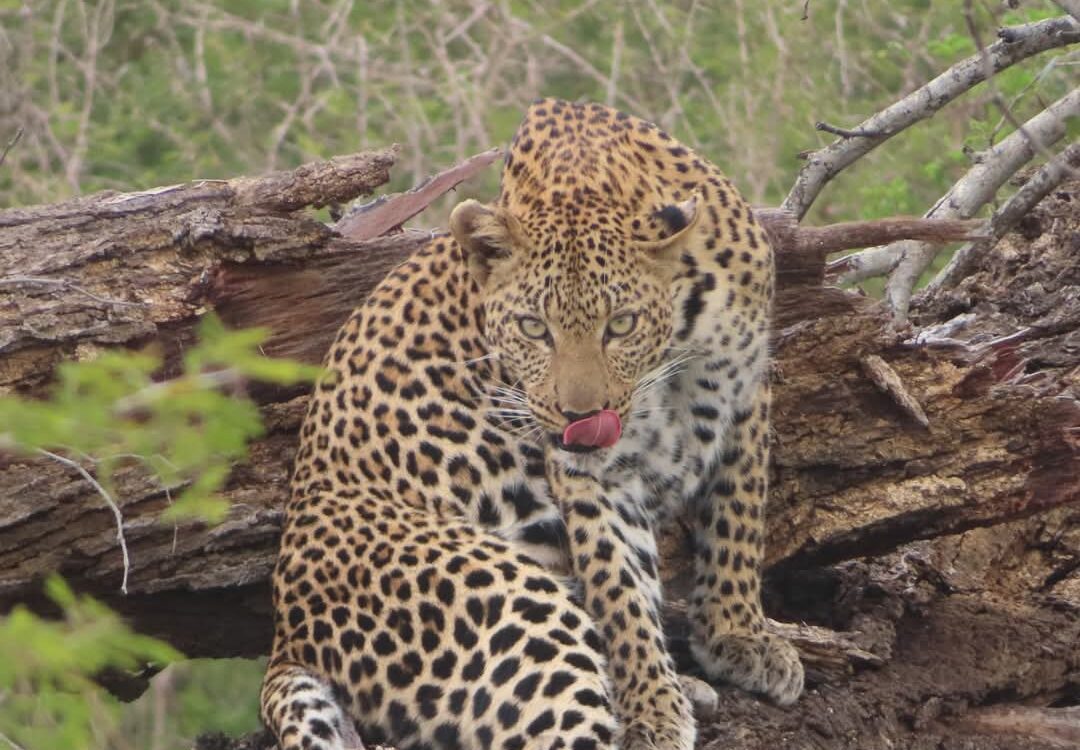 3-Day Nyerere National Park Safari