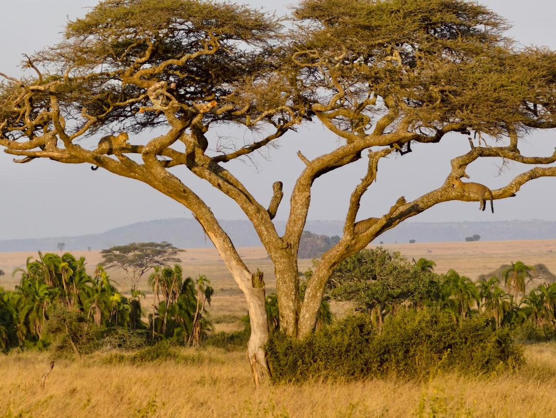 7-Day Northern Tanzania Safari