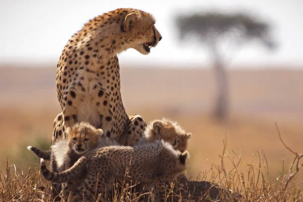 3 Days Masai Mara Safari