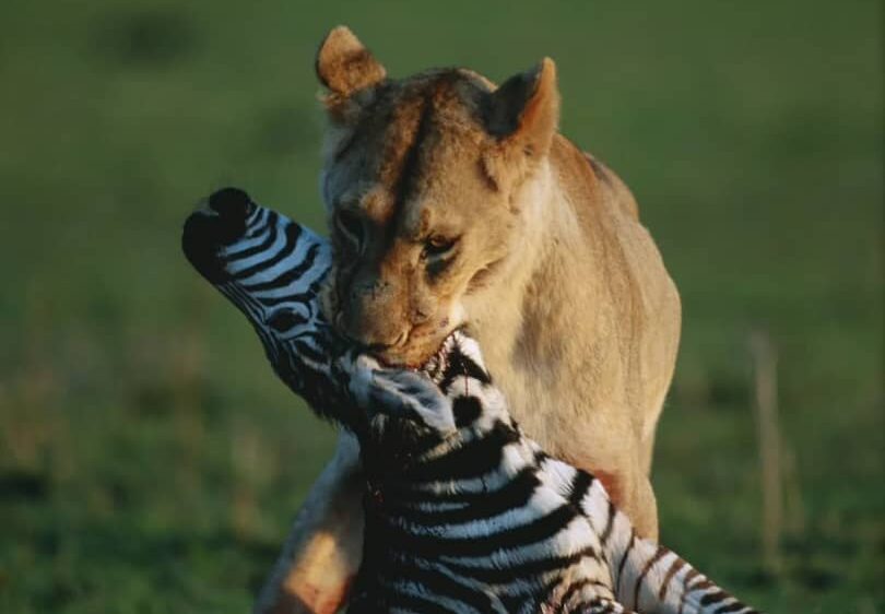 4-Day Camping Safari