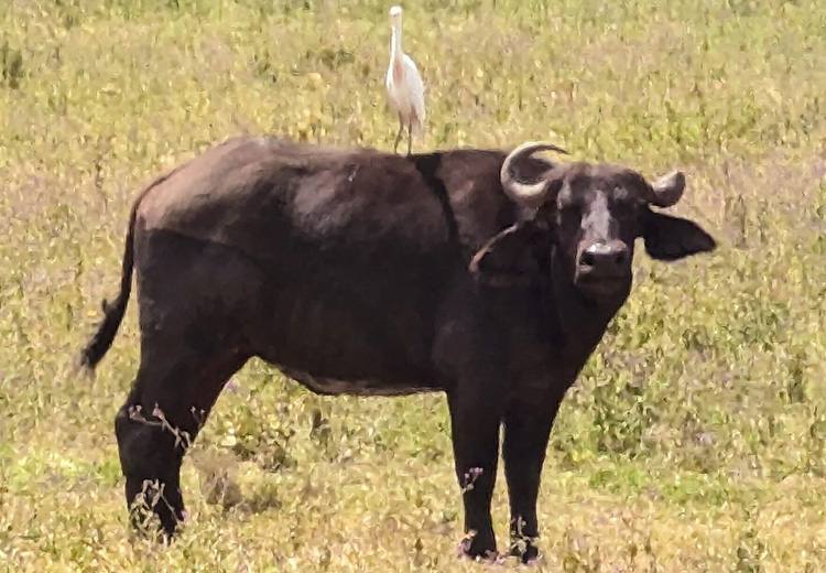 Niceman Tours Trip 01