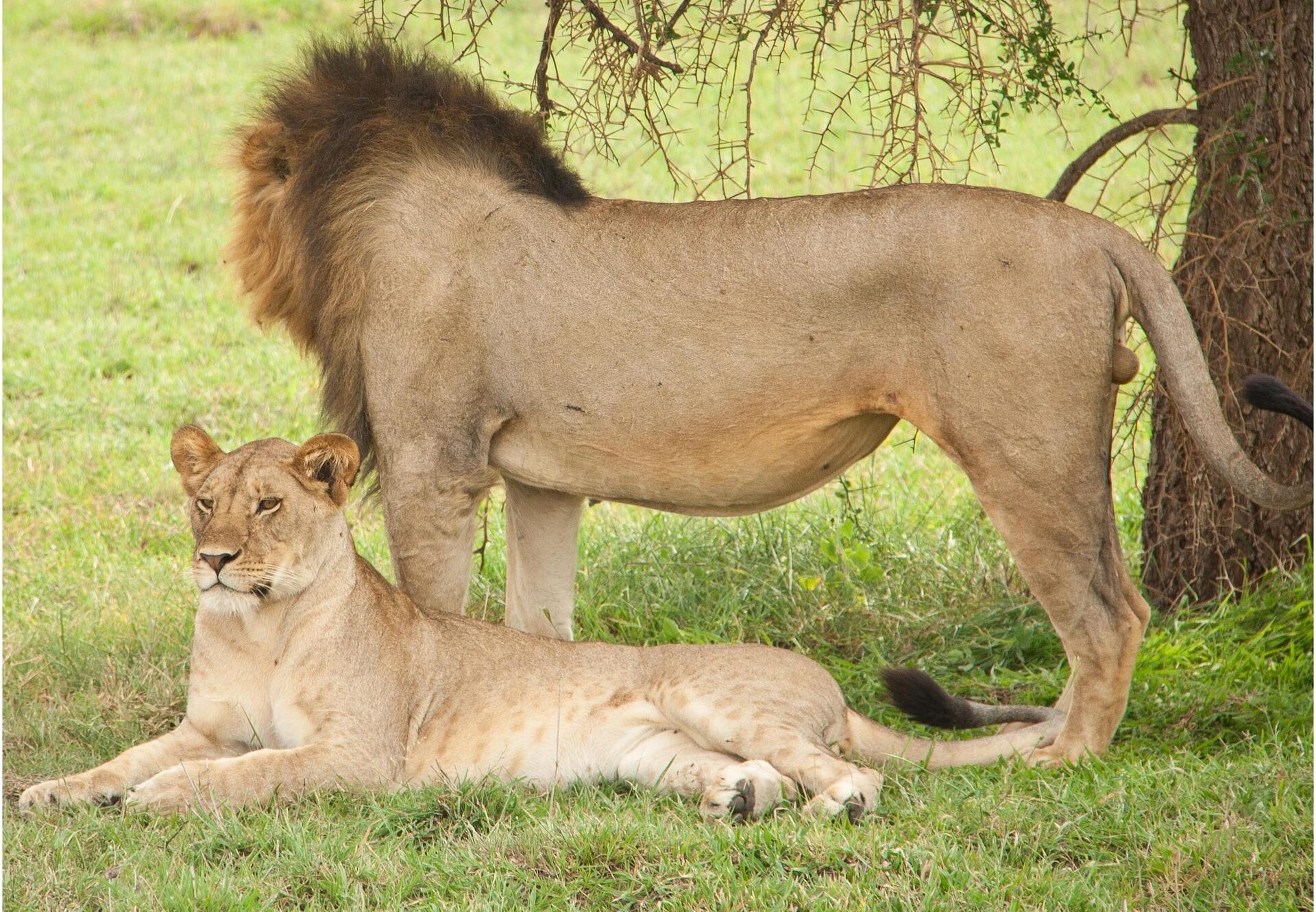 3-Day Mikumi Safari Adventure – Wildlife & Maasai