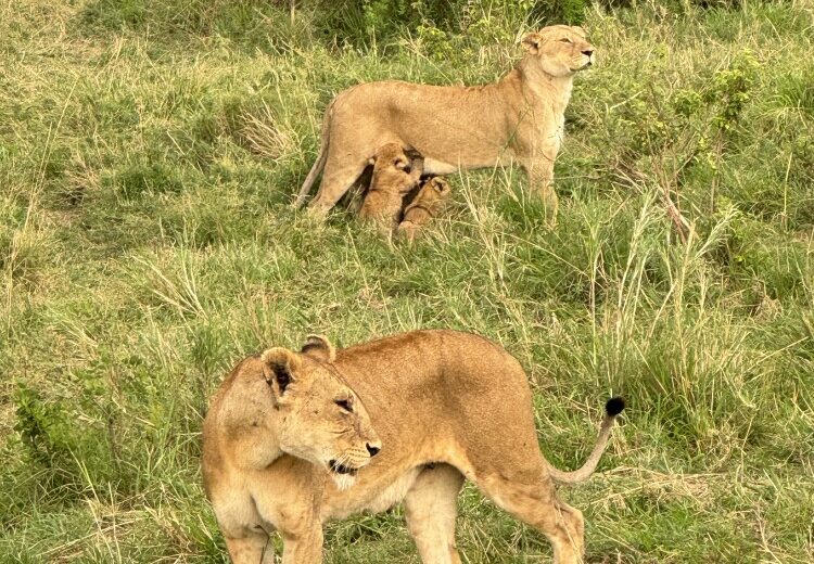 5-Day Great Tanzania Circuit & Hadzabe Culture Safari