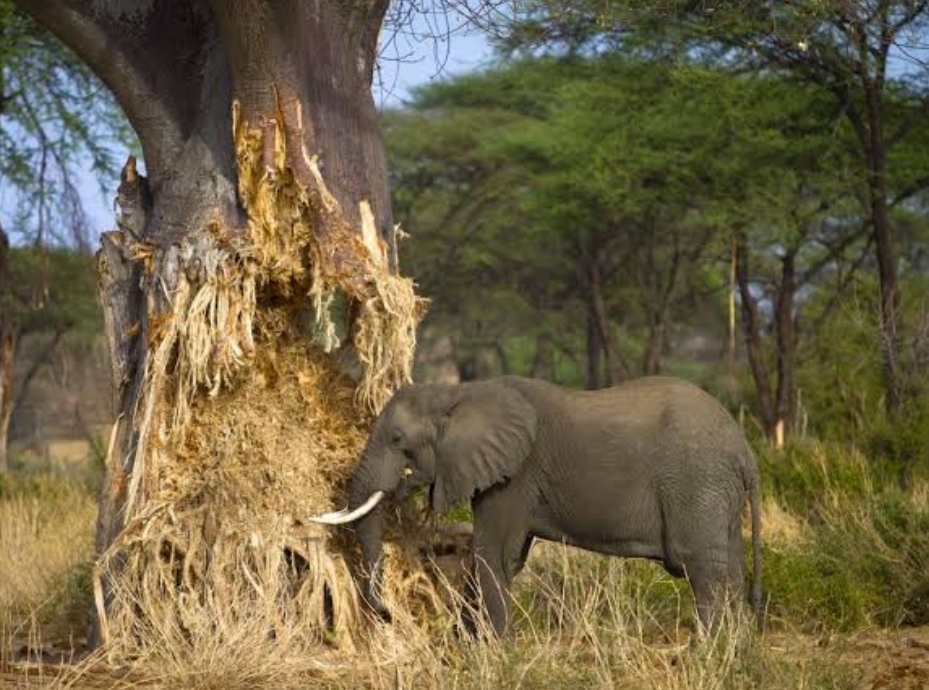 3-Day Mid-Range Tanzania’s Primal Heart Safari