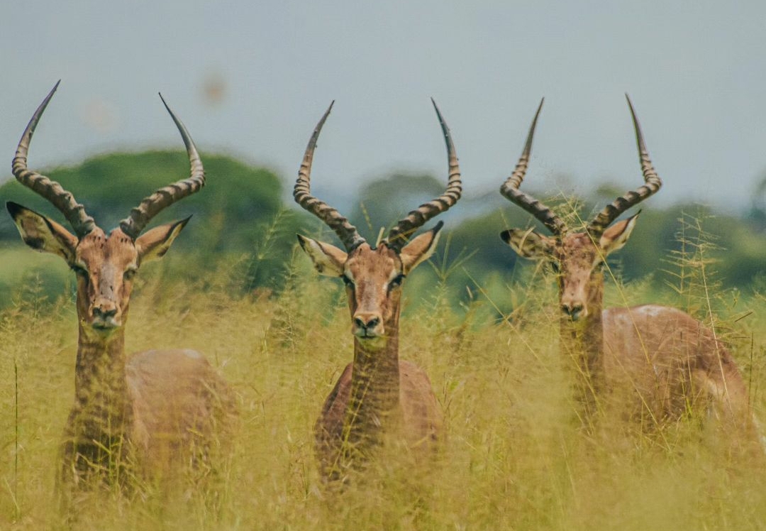 Whatsapp Image 2025 11 12 At 12.18.37 Am (2)