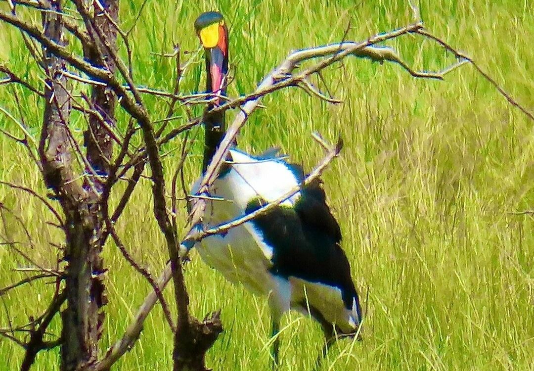 10-Day Southern Tanzania Grand Discovery Safari