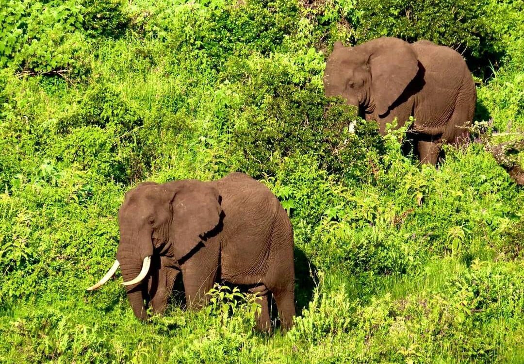 3-Day Budget Camping Safari: Tarangire, Ngorongoro, and Lake Manyara