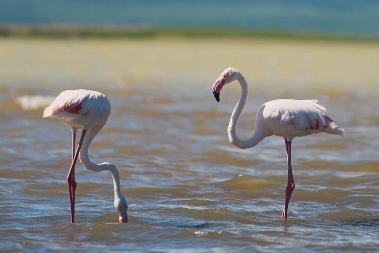 12-Day Highlands to Islands in Western Tanzania