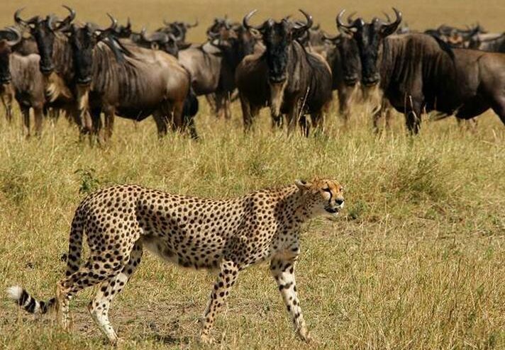 5-Day Ultimate Kenya Safari and Coastal Escape