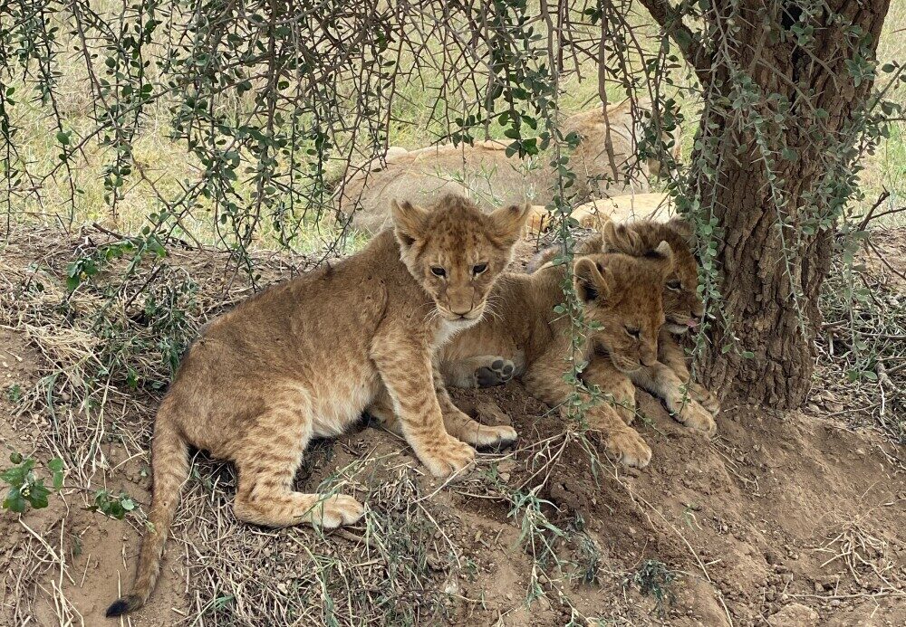 5-Day Ultimate Kenya Safari and Coastal Escape