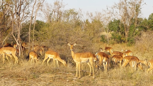 4-Day Kruger Park via Panorama Route