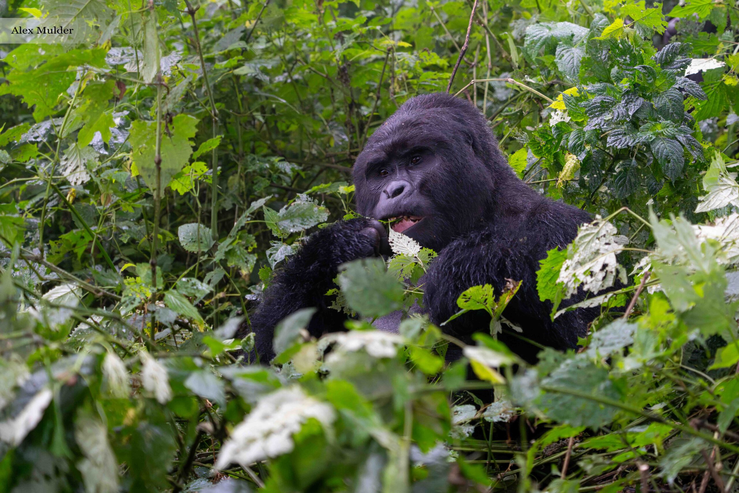 4-Day Gorilla Tracking in Uganda