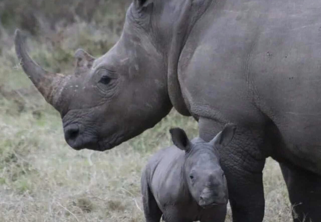 4-Day Maasai Mara and Lake Nakuru Shared Budget Safari