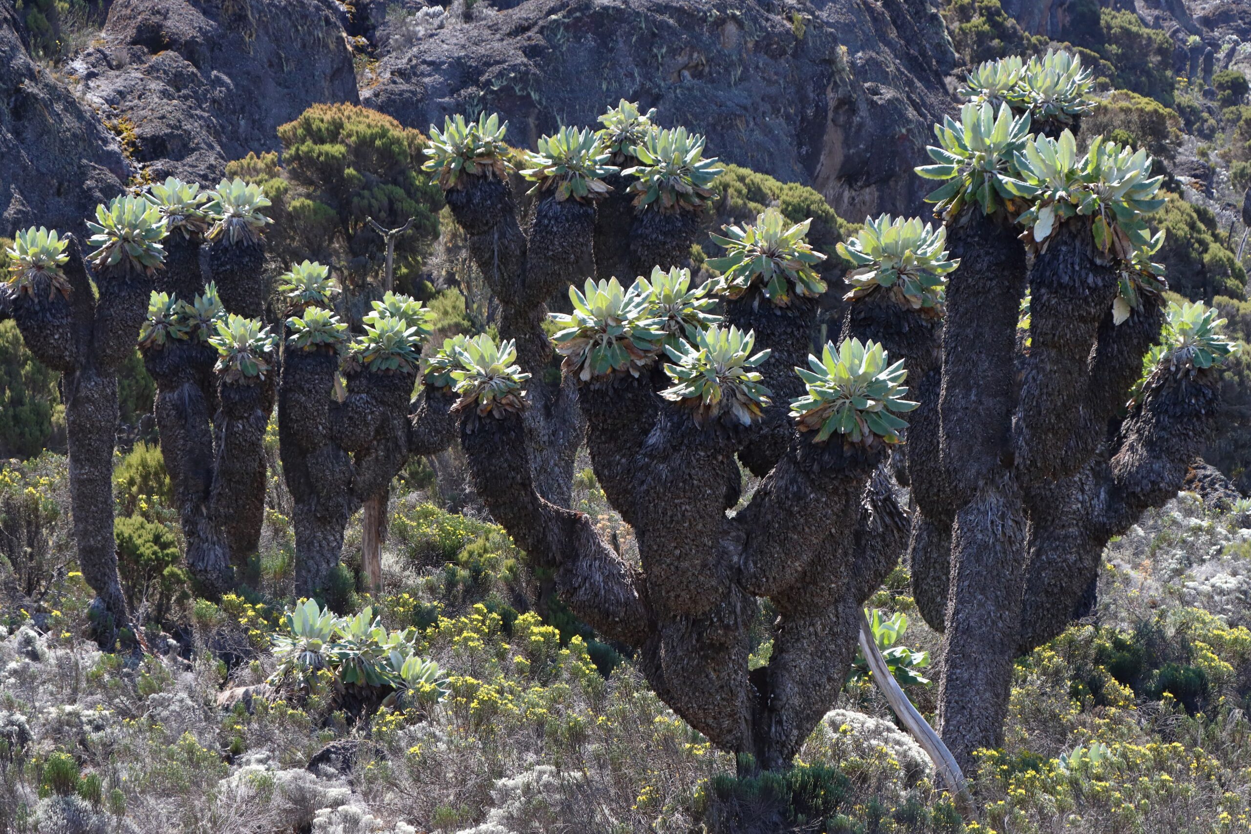 7 Days Mount Kilimanjaro Climb – Machame Route