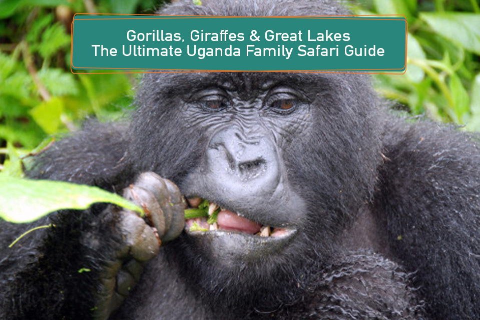 Gorillas, Giraffes & Great Lakes: The Ultimate Uganda Family Safari Guide