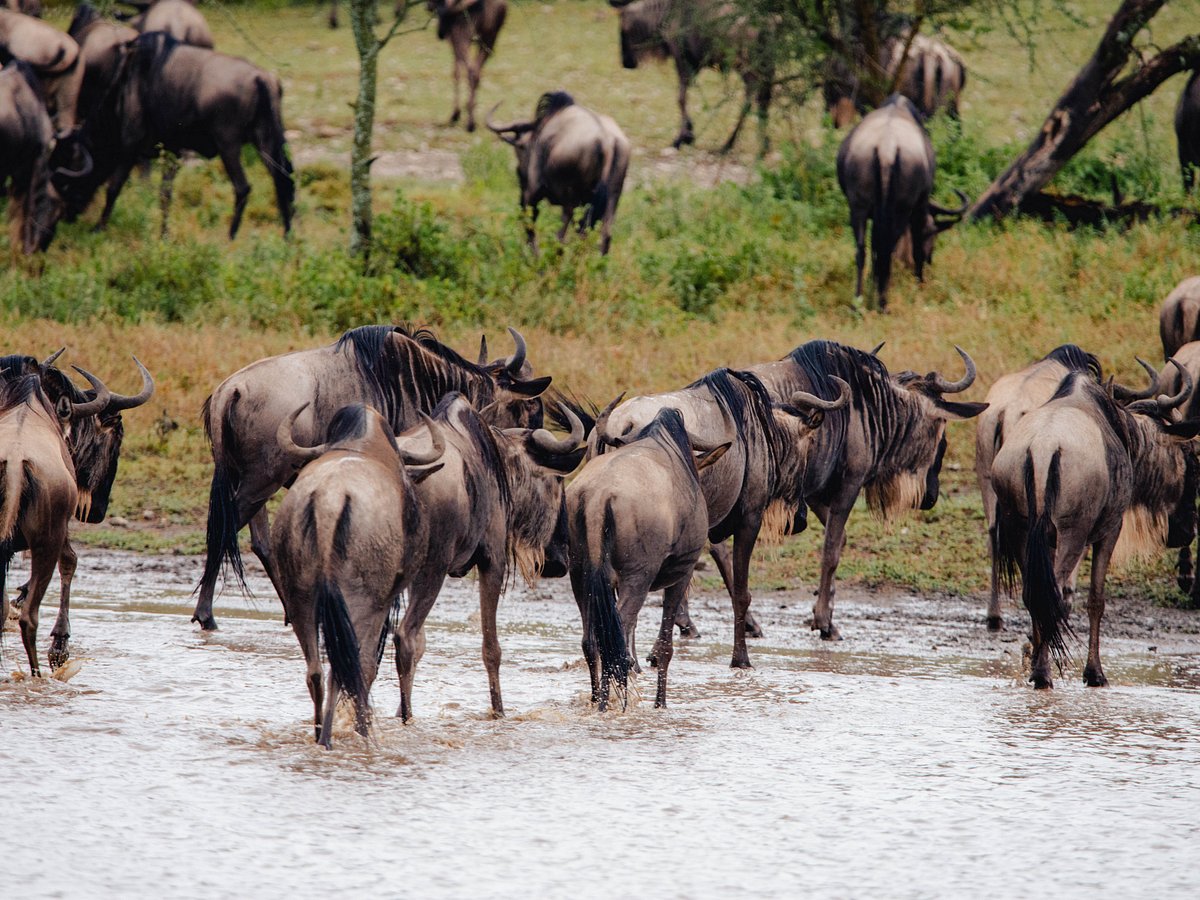 4 Days Ndutu Migration Safari Calving Season